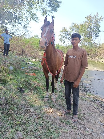આ ઘોડીના સાટા કરવાના છે કલરવાળી
