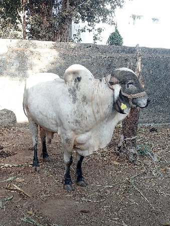 थंबनेल 2