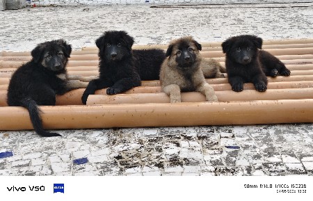 orjinal punjab breed grmensefrd