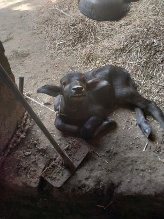 ભેંસ વેચવાની છે