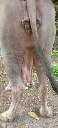 ભેસ વેચવાની છે