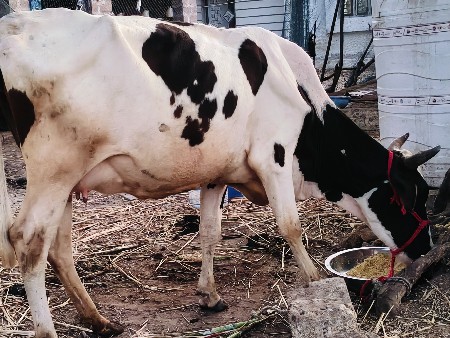 थंबनेल 5