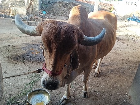 ગાય વેચવાની છે