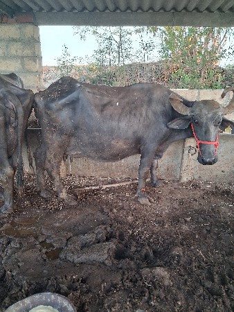 થંબનેલ 2