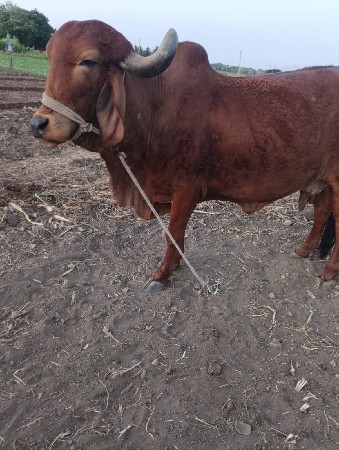 थंबनेल 3