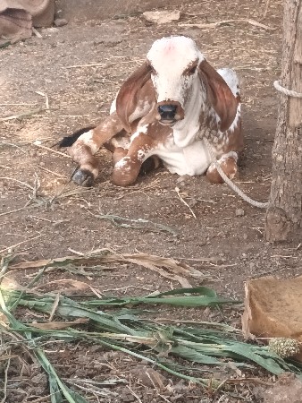 બુટાવદર ગામ જીલ્લો જામનગર