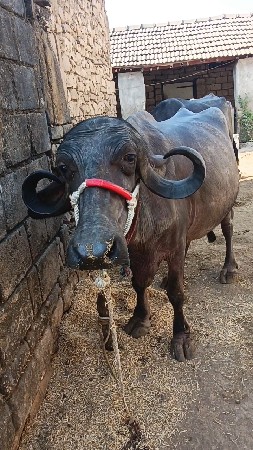 ભેંસ વેચવાની છે બીજું વેતર