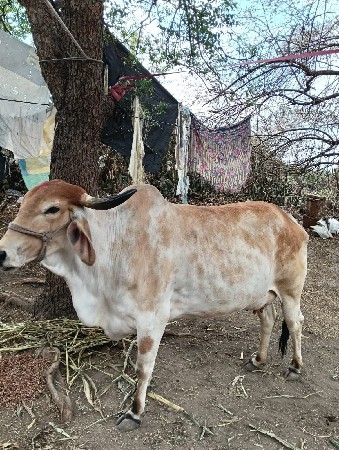 थंबनेल 2