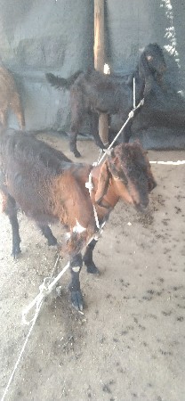 બોકડા વેચવાના છે