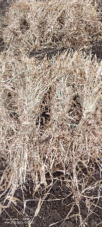 જુવાર ની ચાર