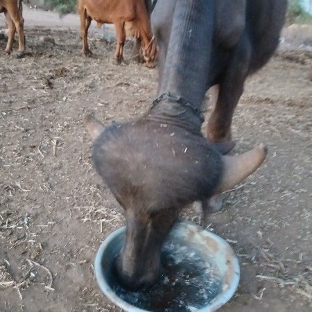 આ પાડો વેચવાનો છે