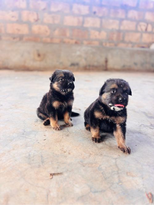 थंबनेल 3