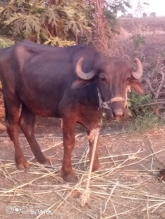 વેચવાનુછે