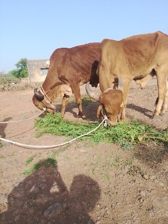 થંબનેલ 3