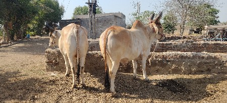 વેસવાના છે