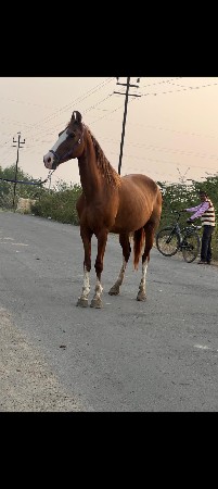 ઘોડી 
લેવાની છે