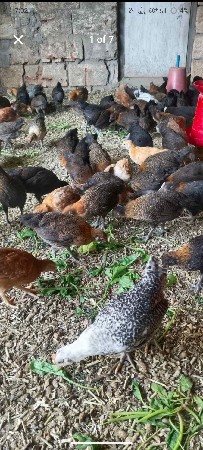 દેશી મરઘી ના પાથડા