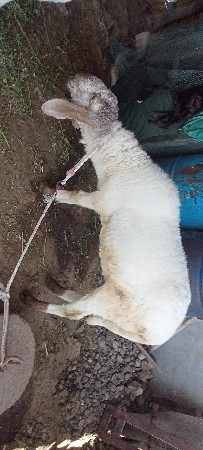 થંબનેલ 2