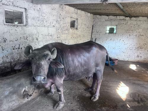 નંબર 9638813814