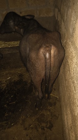 પાડો વેચવાનો છે