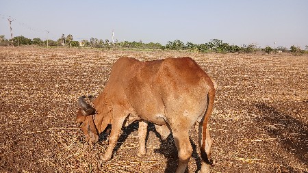 બળદ વેચવાનો છે