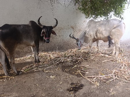 ગોઢલા વેચવાના છે