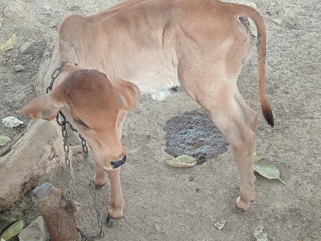 थंबनेल 3