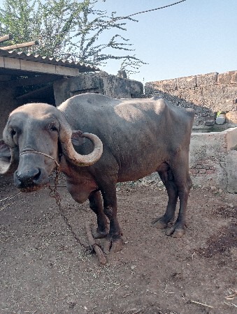 थंबनेल 3