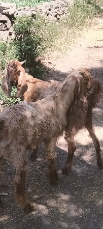 थंबनेल 3