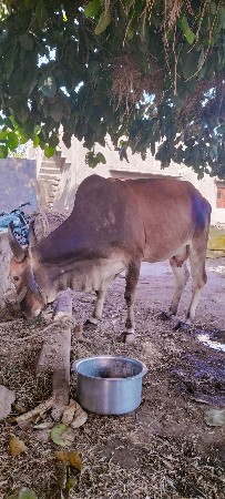 ગાય વેચવાની છે