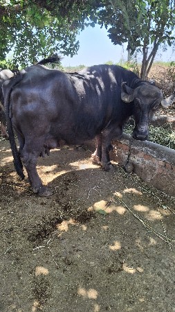 ભેંસ વેચવા ની છે