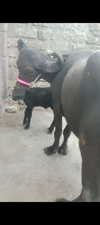 પેલૂ વેતર