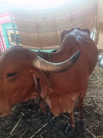 थंबनेल 2