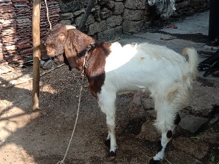 બકરા વેચવાના છે