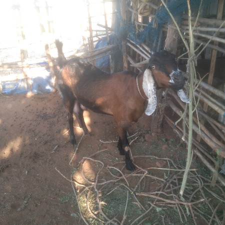 આ. બકરી. વેચવાની. છે