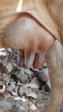 વેશવાનીછે