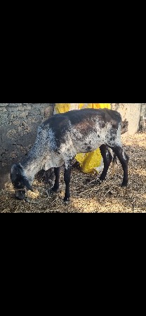 ઓડકી વેચવાની .. ગીર લેન્ડો કલર