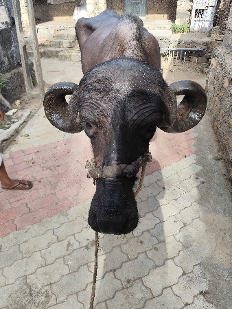 જાફરાબાદી ખળેલી  વરાશ ની છે