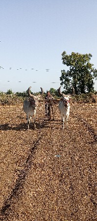 આ બળદ વેચવાના છે સાવ સોજા છે