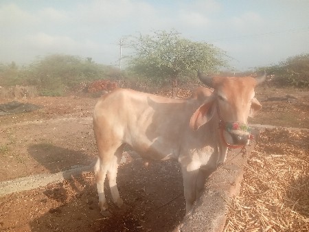 વાસડા વેચવાના છે