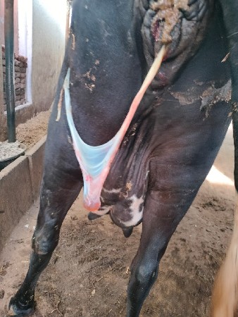 थंबनेल 3