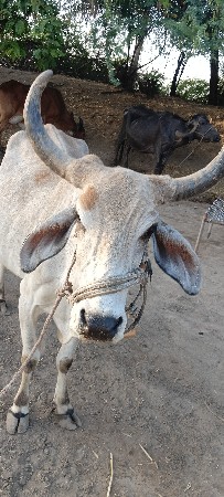 ગાય. વેચવાની. છે