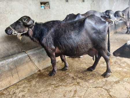 થંબનેલ 3