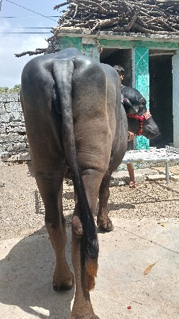 થંબનેલ 3