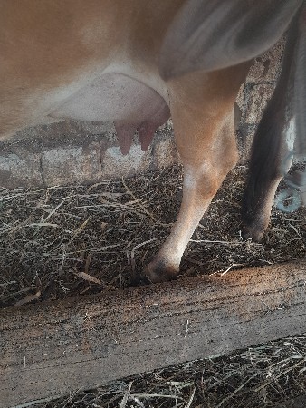 ગાય વેચવાની છે