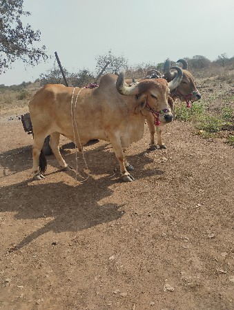 થંબનેલ 3