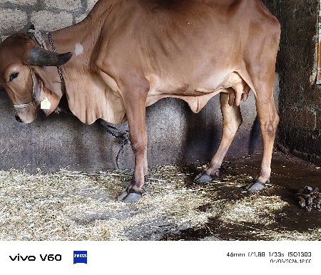 थंबनेल 3