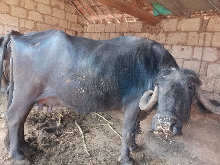 થંબનેલ 3