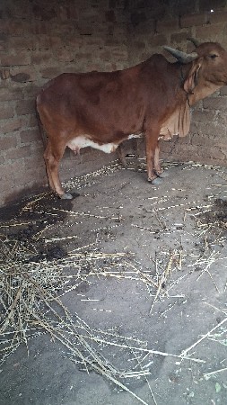 સાટા કરવાનાછે