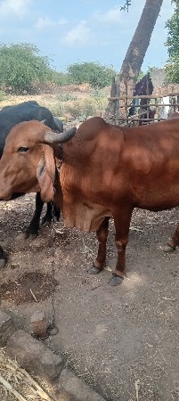 થંબનેલ 2